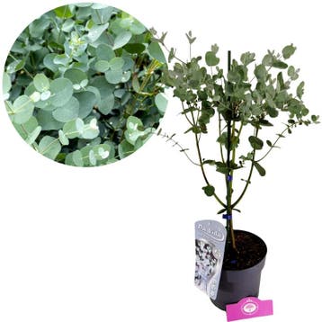 Eucalyptus gunnii + pot 19cm, Verzenden