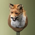 Vos Taxidermie Opgezette Dieren By Max, Verzamelen, Dierenverzamelingen, Ophalen of Verzenden, Nieuw, Wild dier, Opgezet dier