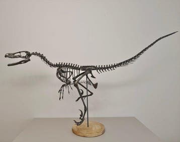 Dinosaurus Skelet - Velociraptor - 176 cm - 40 cm - 105 cm