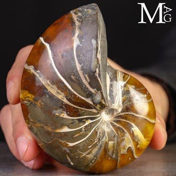 Fossiel Nautilus – Aragoniet JUWEEL - Een oude geest van de