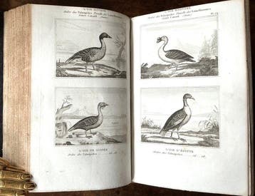 Buffon - Œuvres complètes de Buffon - les oiseaux - 1835, Antiek en Kunst