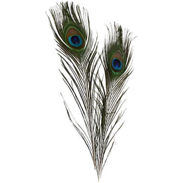 Pauwenveren, L: 25-30 cm, 10 stuk/ 1 doos, Nieuw