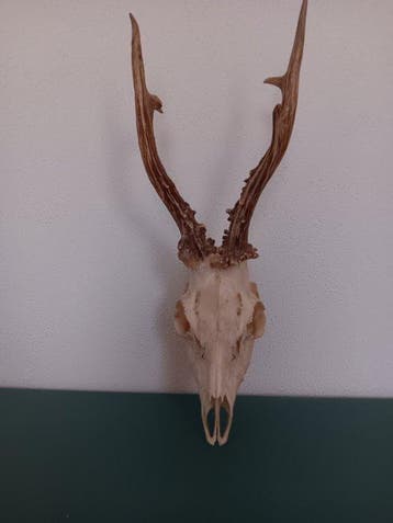 Prachtige reeënbok 414 g Schedel - Capreolus capreolus - 41
