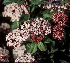 65 grote Viburnum Tinus ±100 cm wintergroene haag, Tuin en Terras, Ophalen of Verzenden, Overige soorten, Haag, Minder dan 100 cm
