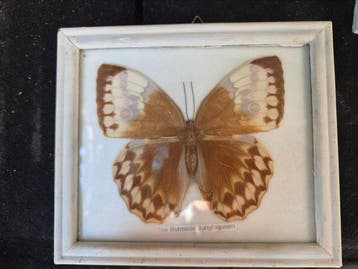 Vlinder Taxidermie volledige montage - The Burmese, Antiek en Kunst