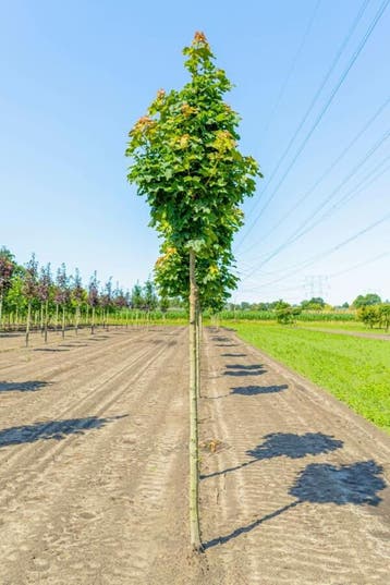 Acer platanoides Columnare hoogstam