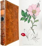 James Edward Smith / James Sowerby - English Botany; or,