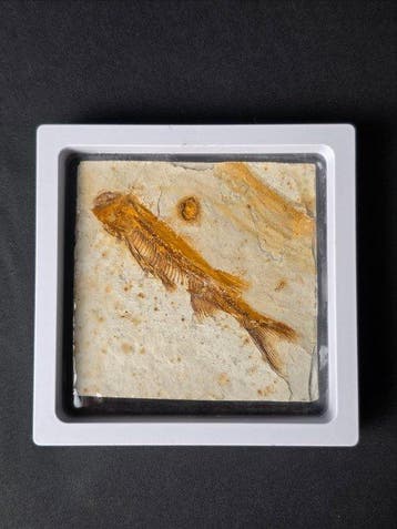 Vis - Gefossiliseerd dier - Lycoptera - 11 cm (Zonder