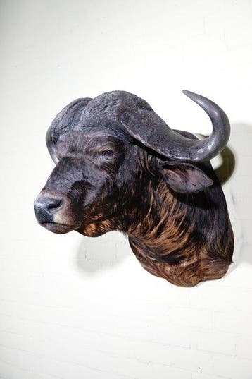 Large Cape Buffalo Taxidermie wandmontage - Syncerus caffer, Nieuw