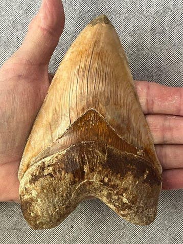 Grote Megalodon-tand 14,4 cm - Fossiele tand - Carcharocles
