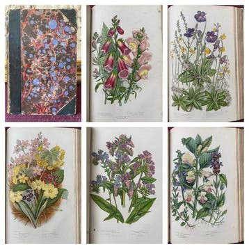 Anne Pratt - The Flowering Plants Volume 4 [50 coloured