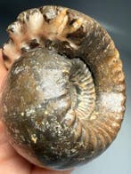Prachtige pyritiseerde ammoniet - Gefossiliseerde schelp -