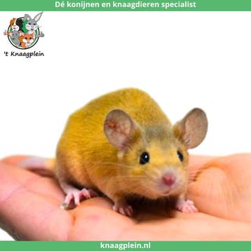Lieve jonge handtamme kleurmuizen te koop! Veel keus!, Meerdere dieren, Muis, Tam