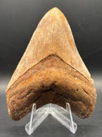 Megalodon - Fossiele tand - Otodus Megalodon - 9.53 cm -, Verzamelen