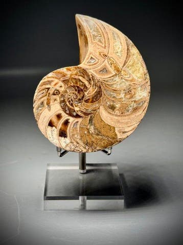 Zeldzaam Nautilus-fossiel - Gefossiliseerd dier - Cenoceras-