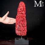 Orgelpijp-koraal - Tubipora Musica – Rode buiskoraal op