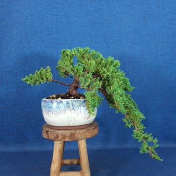 Jeneverbes bonsai (Juniperus) - Hoogte (boom): 12 cm -