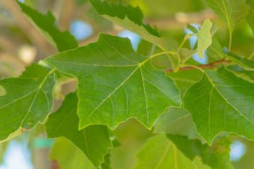 Platanus x hispanica Alphens Globe bolvorm 10/12 150cm