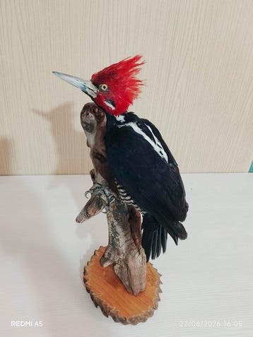 zwartkeelspecht Taxidermie volledige montage - Campephilus, Verzamelen, Nieuw