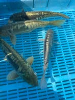 Koi en Vijverbouw   Koi veiling, Dieren en Toebehoren, Vissen | Vijvervissen, Karper of Koi