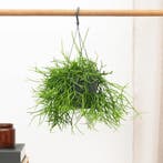 Green Bubble - Rhipsalis Oasis hangplant - 25 cm - Ø17 cm, Ophalen of Verzenden