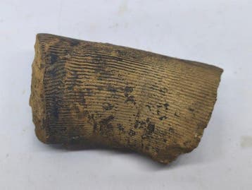 Paardenstaart - Gefossiliseerd hout - Calamite - 5 cm - 7 cm