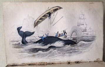 Sir William Jardine - Natural History of the Ordinary, Antiek en Kunst