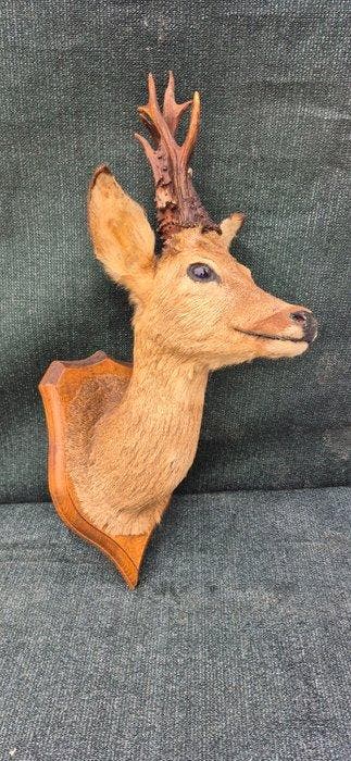 Reebok Taxidermie wandmontage - Capreolus capreolus - très, Nieuw