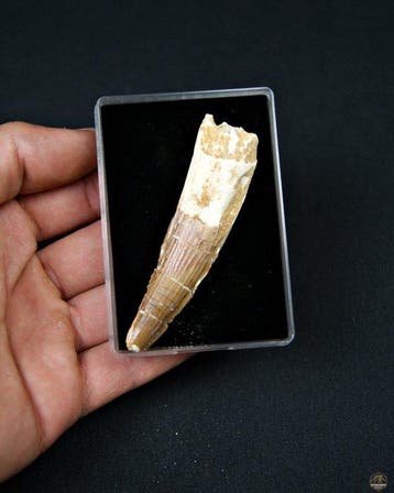 Spinosaurus - Fossiele tand - Spinosaurus aegyptiacus