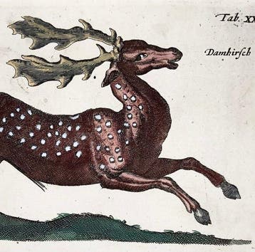 Matthäus Merian (1593-1650) - hand-coloured folio: Fallow