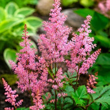 Astilbe japonica Rheinland container (P9) Vaste planten, Tuin en Terras, Verzenden, Vaste plant, Overige soorten, Volledige schaduw