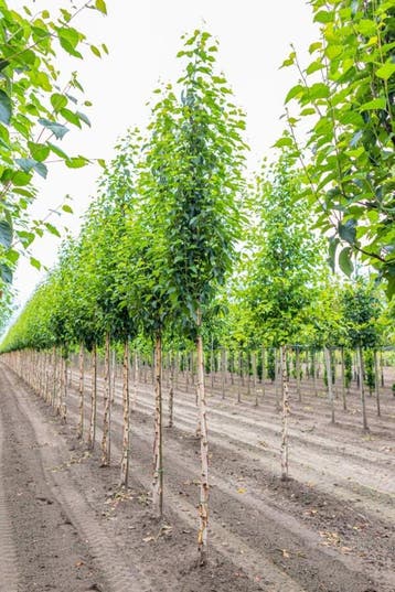 Betula utilis Fascination hoogstam 10/12