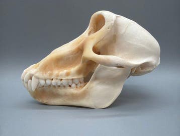 Aap Schedel van een zoogdier - Papio Ursinus - 10 cm - 10 cm, Verzamelen, Nieuw
