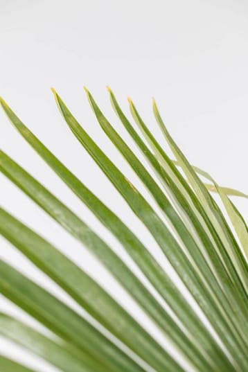 Chinese Waaierpalm / Trachycarpus Fortunei op stam 100-125, Tuin en Terras