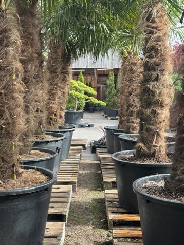 Na zomerdeal korting 15%+gratis palm!! Palmboom winterhard, Tuin en Terras, 100 tot 250 cm, Zomer, Palmboom, Ophalen