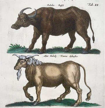 Matthäus Merian (1593-1650) - hand coloured folio, Buffalo,