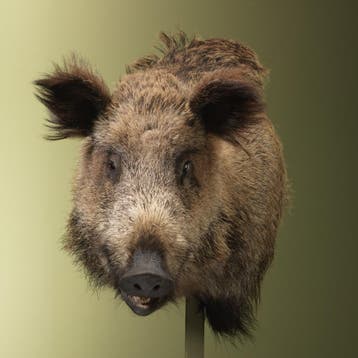 Wild Zwijn Groot Offset Taxidermie Opgezette Dieren By Max, Verzamelen, Dierenverzamelingen, Ophalen of Verzenden, Nieuw, Wild dier