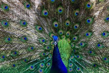 Viktoria Farkas - Nature’s Masterpiece