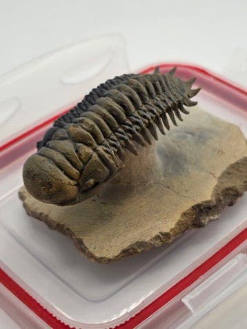 Trilobiet - Gefossiliseerd dier - Crotacephalina Gibbosa -, Verzamelen, Mineralen en Fossielen