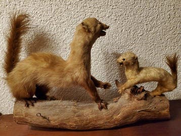 boommarter en muiswezel Taxidermie volledige montage -, Nieuw