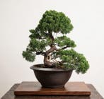 Bonsai van Itoigawa-jeneverbes - Hoogte (boom): 34 cm -