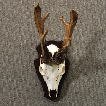 Reebok Gewei Taxidermie Opgezette Dieren By Max, Ophalen of Verzenden, Nieuw, Wild dier, Opgezet dier