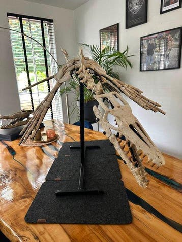 Mosasaurus - Fossiel skelet - 190 cm - 75 cm