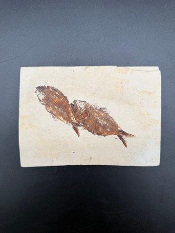 Vis - Gefossiliseerd geleed skelet - Armigatus brevesimus -
