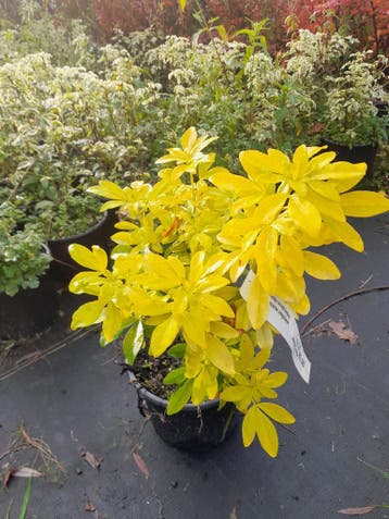 Mexicaanse oranjebloesem Choisya ternata Sundance 17 cm pot, Ophalen of Verzenden, Overige soorten, Struik