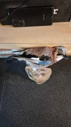 Blauwe ekster van eiken Taxidermie wandmontage - Garrulax, Nieuw