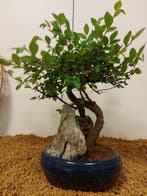 Japanese iep bonsai (Zelkova) - Hoogte (boom): 25 cm -