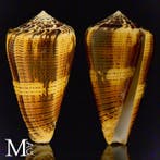Conidae schelp exemplaar Zeeschelp - Conus Magus forma, Nieuw