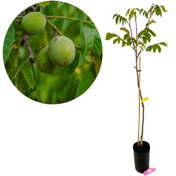 Juglans regia Fernor, Walnotenboom + pot 23c, Verzenden, Volle zon