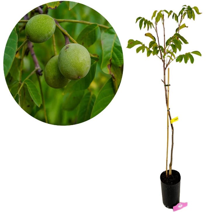 Juglans regia Fernor, Walnotenboom + pot 23c, Tuin en Terras, Planten | Fruitbomen, Volle zon, Verzenden